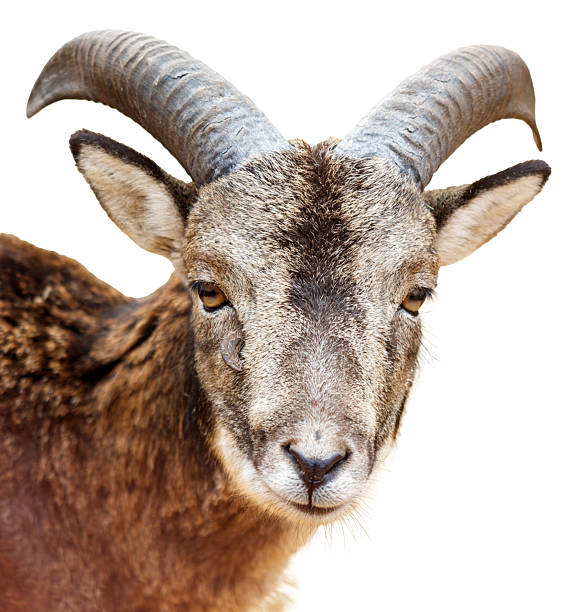 istock A goat with horns is staring at the camera 2223168584