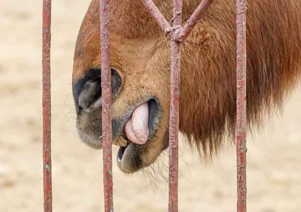 A camel is licking its own tongue. The image has a lighthearted and playful mood. The camel appears to be enjoying itself as it licks its tongue