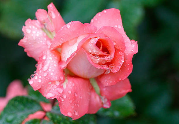 istock A pink rose with dew drops on it 2223168668