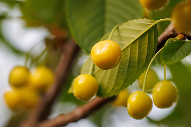 A bunch of yellow cherries hanging from a tree. The cherries are ripe and ready to be picked