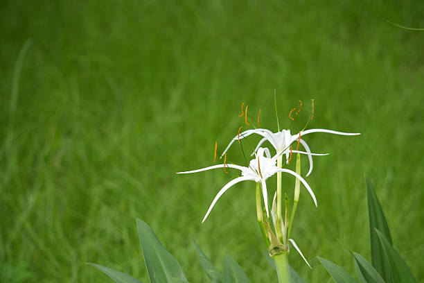 A close-up shot captures a cluster of white spider lilies against a soft, blurred green backdrop of grass.