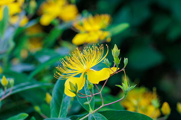 Hypericum flowers are bright yellow with star-shaped stamens.