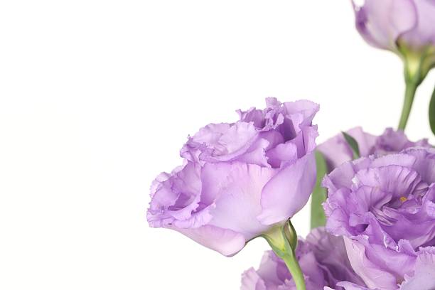 istock Beautiful violet eustoma flowers on white background. Space for text 2223171773