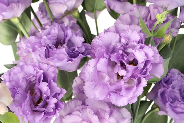 istock Beautiful violet eustoma flowers with green leaves, closeup 2223171785