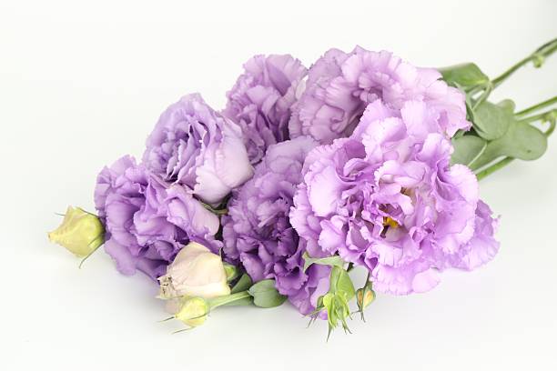istock Beautiful violet eustoma flowers on white background 2223171786