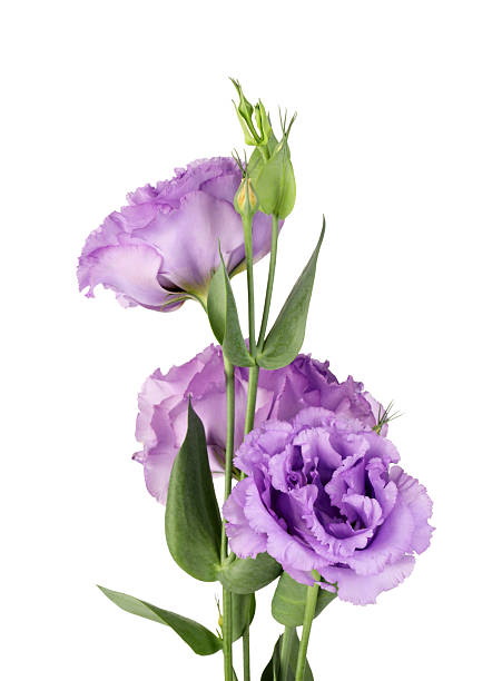 istock Beautiful violet eustoma flowers with green leaves isolated on white 2223171791