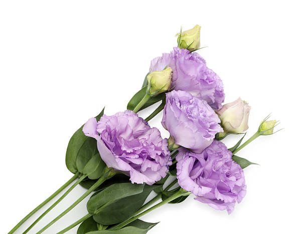 istock Beautiful violet eustoma flowers with green leaves isolated on white, top view 2223171811
