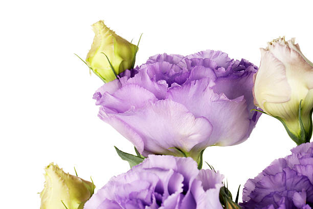 istock Beautiful violet eustoma flowers with green leaves on white background, closeup 2223171813
