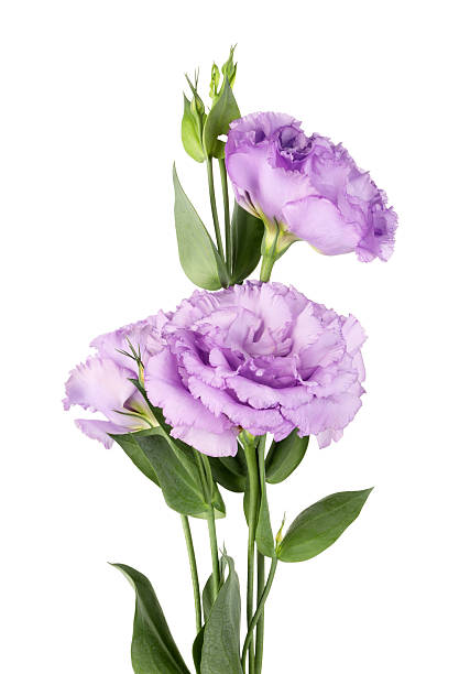 istock Beautiful violet eustoma flowers with green leaves isolated on white 2223171849