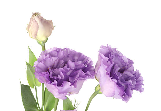 istock Beautiful violet eustoma flowers with green leaves isolated on white 2223171870