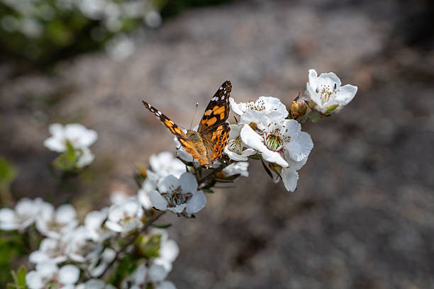 An Australian butterfly resting on a flower
