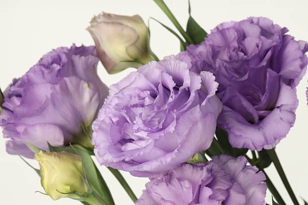 istock Beautiful violet eustoma flowers on white background, closeup 2223171940