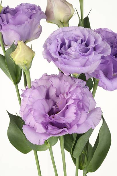 istock Beautiful violet eustoma flowers with green leaves on white background, closeup 2223171952