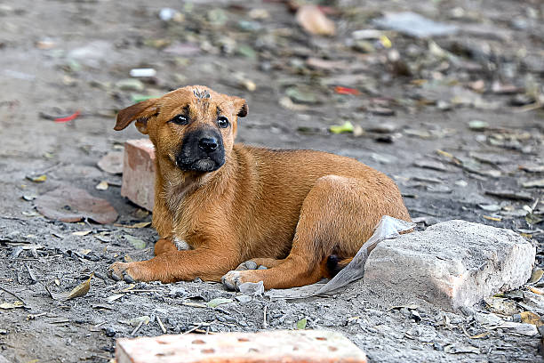 istock A small puppy resting on ground surrounded by debris in an outdoor setting during daylight hours 2223172368