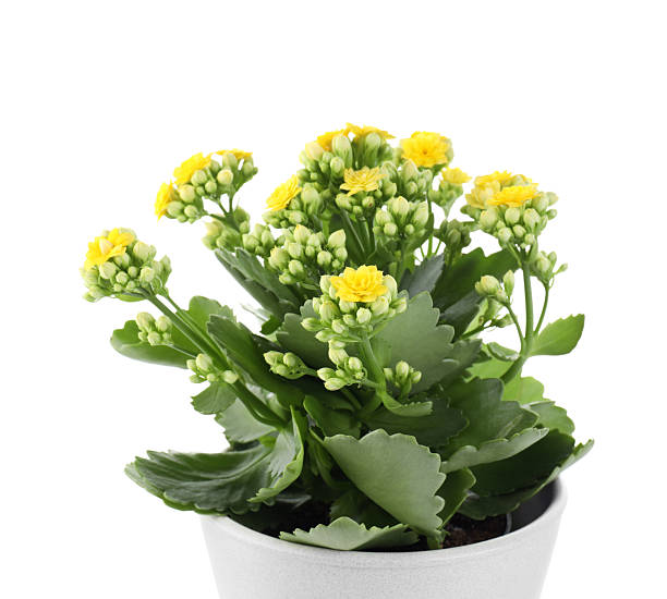 istock One beautiful kalanchoe flower in pot isolated on white 2223172855