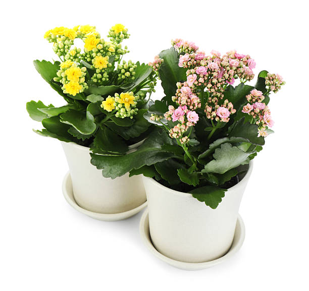 istock Different beautiful kalanchoe flowers in pots isolated on white 2223173002