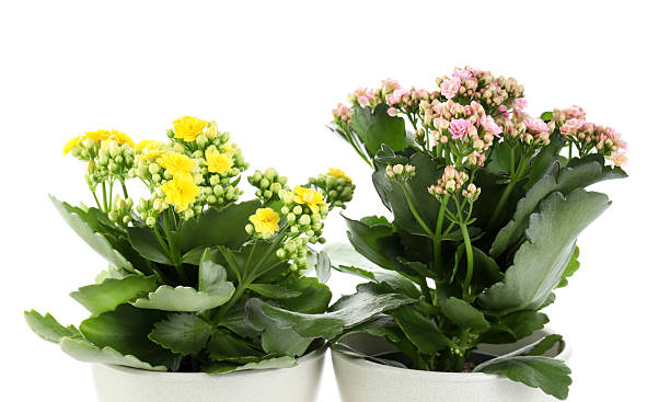 istock Different beautiful kalanchoe flowers in pots isolated on white 2223173105