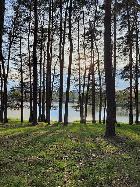 istock Pine Trees Growing Along Calm Lake Shore 2223174181