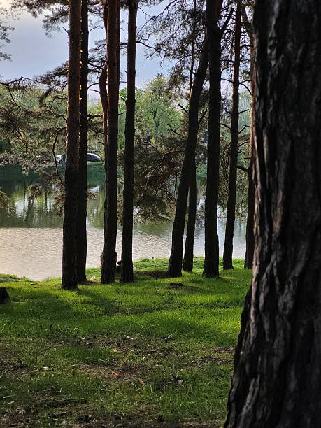 istock Tall Pine Trees With Soft Light and Green Ground 2223174183