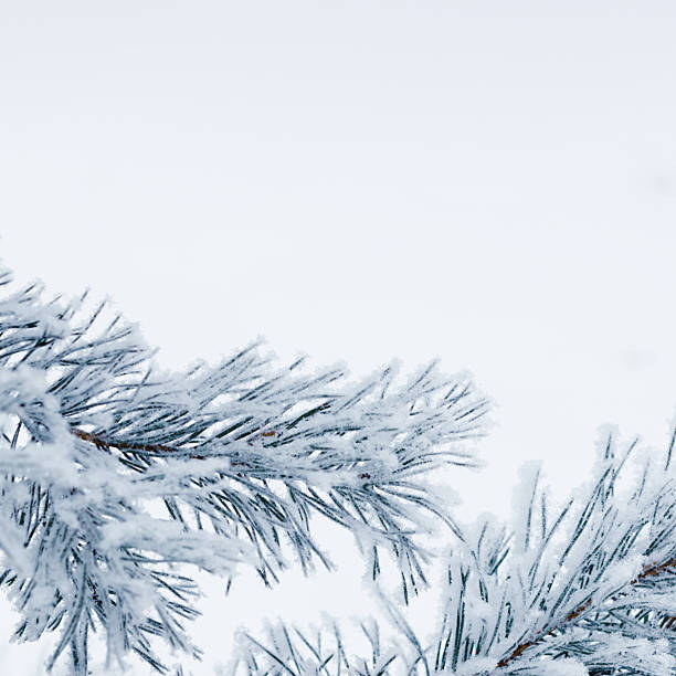 istock Winter nature close up Pine tree branches snow covered, snowy texture, macro photo, magical wintertime, winter holidays card, snowy fir trees forest, white frost on twigs, green blue, copy space 2223174477