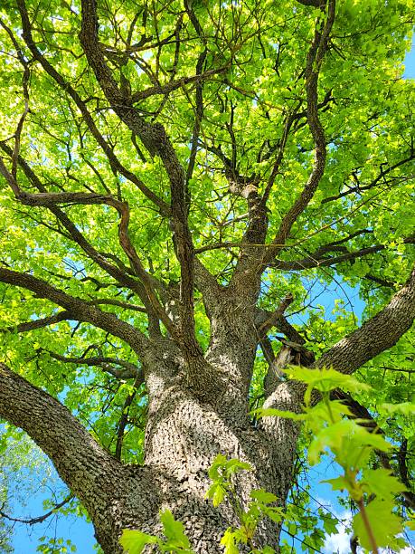 istock Majestic oak tree with fresh green leaves 2223174684