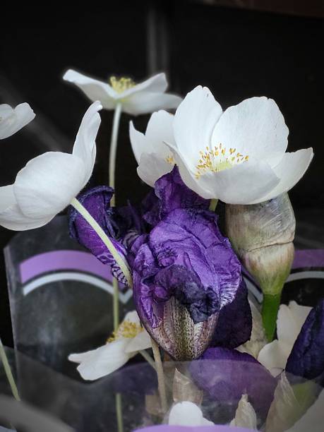 istock White Anemones and Purple Napkin Still Life 2223174764