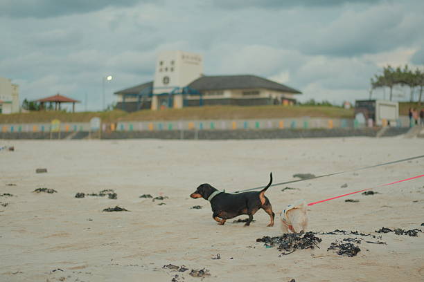 Gujwa-eup, Jeju Island, South Korea - November 8, 2024: dog walks on the beach