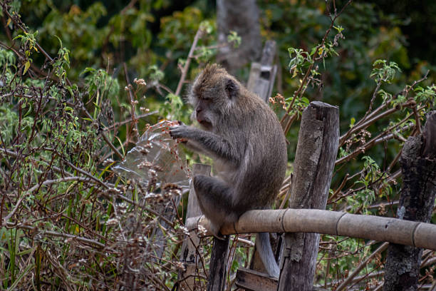 Wild Macaque Monkey Sitting on Wooden Fence Eating Discarded Plastic Trash Bag