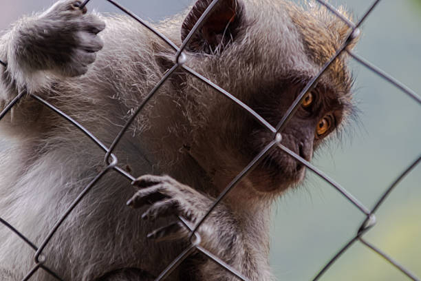 istock Close-up portrait of a monkey looking through wire fence with blurred background. 2223178754