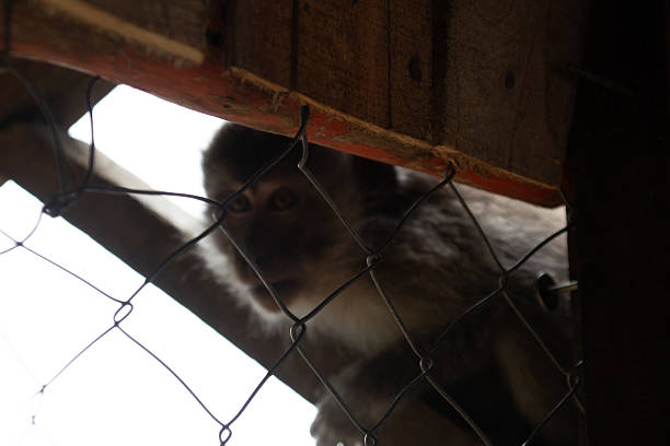 Squirrel monkey in zoo