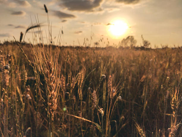 Nature sunset over wheat fields during spring with golden color.