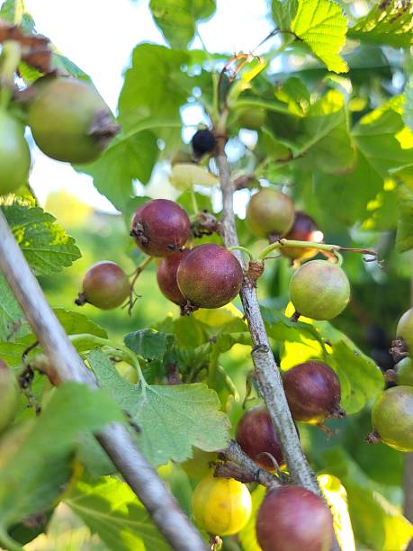 istock Unripe currants in mixed colors on branch 2223180033