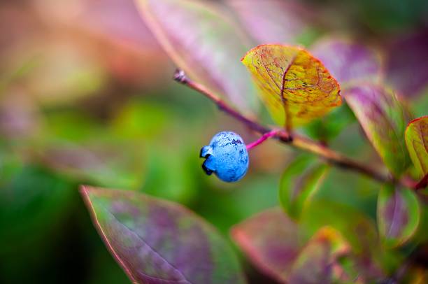 Finland forest wilderness wild blueberry