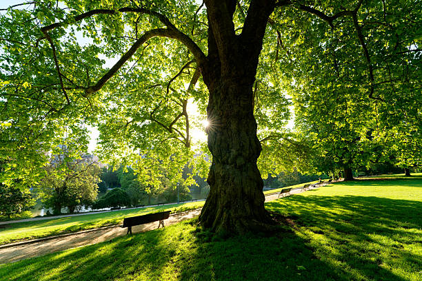 Bench by the lake of Starnberg in Germany on a summer day
