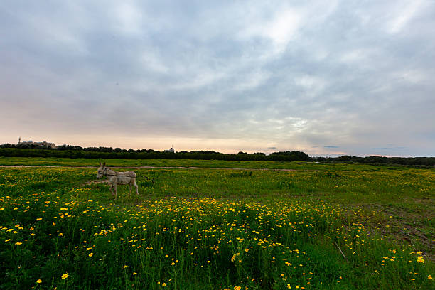 Beautiful photo of plant fields during spring.