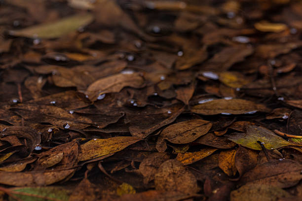 Autumn background with fallen leaves.