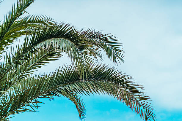 istock Tropical Palm Leaves Swaying in the Summer Breeze 2223181787