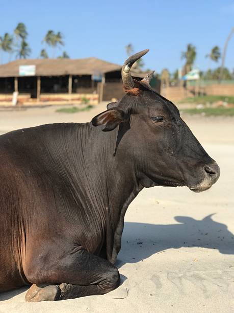 Goa India 03.22.2018 A brown cow is laying on the sand. The cow is laying on its side
