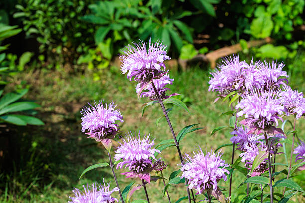 istock Fragrant pink monarda flowers in the garden. 2223182815