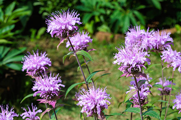 Fragrant pink monarda flowers in the garden.