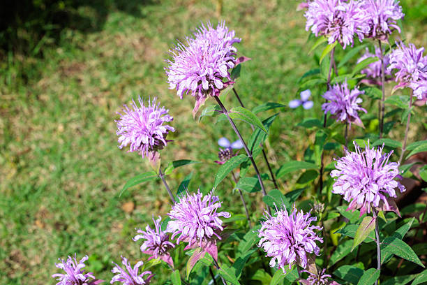 istock Fragrant pink monarda flowers in the garden. 2223182838