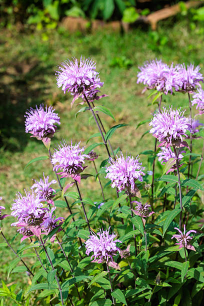 istock Fragrant pink monarda flowers in the garden. 2223182850