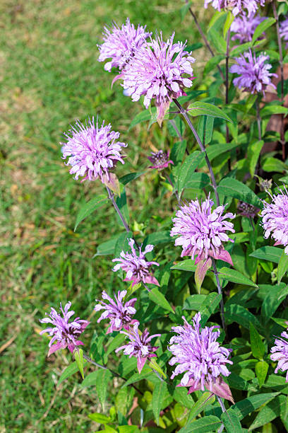 istock Fragrant pink monarda flowers in the garden. 2223182853