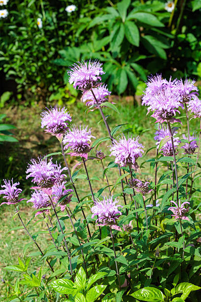 istock Fragrant pink monarda flowers in the garden. 2223182868