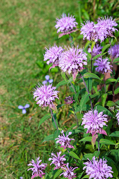 istock Fragrant pink monarda flowers in the garden. 2223182879