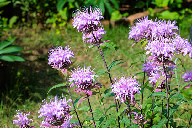 istock Fragrant pink monarda flowers in the garden. 2223182897