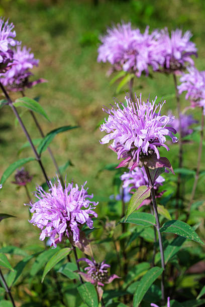 istock Fragrant pink monarda flowers in the garden. 2223182914