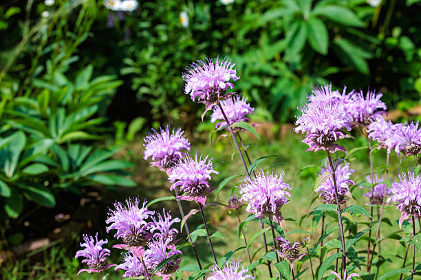 istock Fragrant pink monarda flowers in the garden. 2223182918