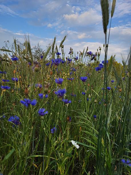 istock Macro Shot of Blooming Wild Cornflowers 2223183002