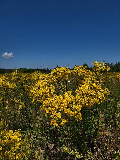 Yellow wildflowers blooming under blue sky in field